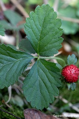 Leaves and fruit